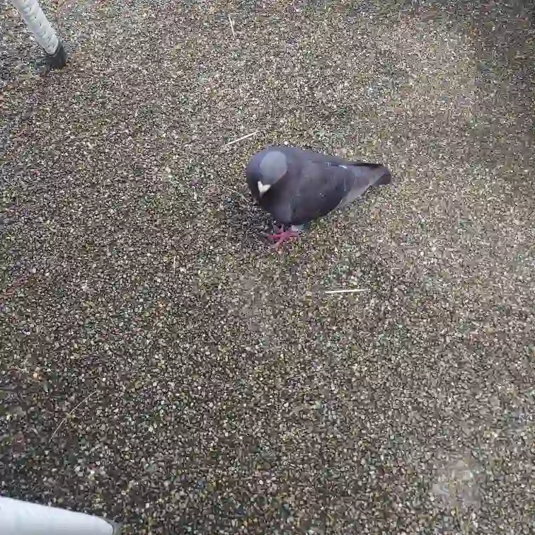 テラスに来たハト