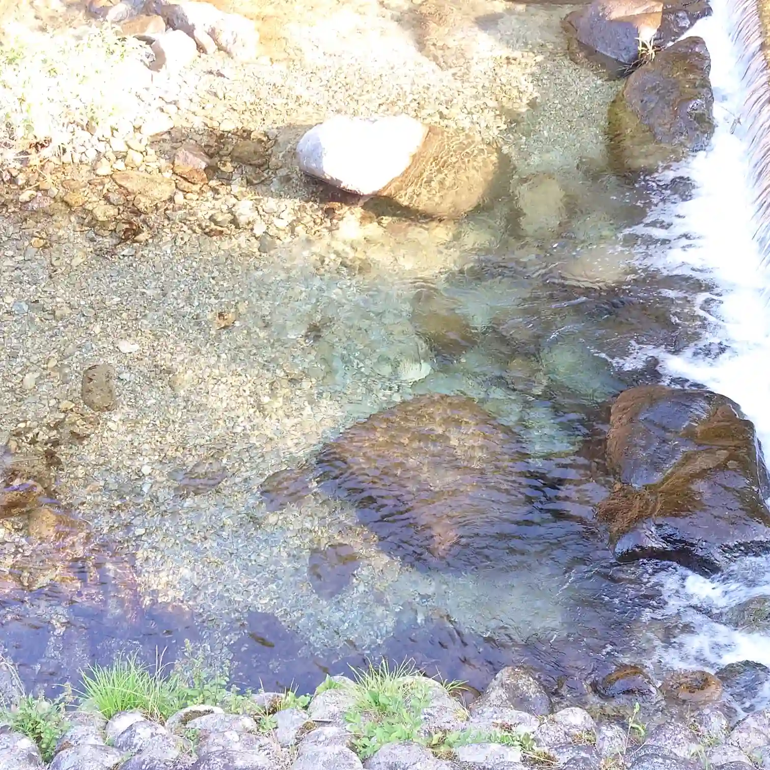 阿多野川の浅瀬、堰の落ち込みで泡立つ清流と丸石の川底が透ける透明な水辺—下呂温泉・菊半旅館発3kmランの癒やし区間