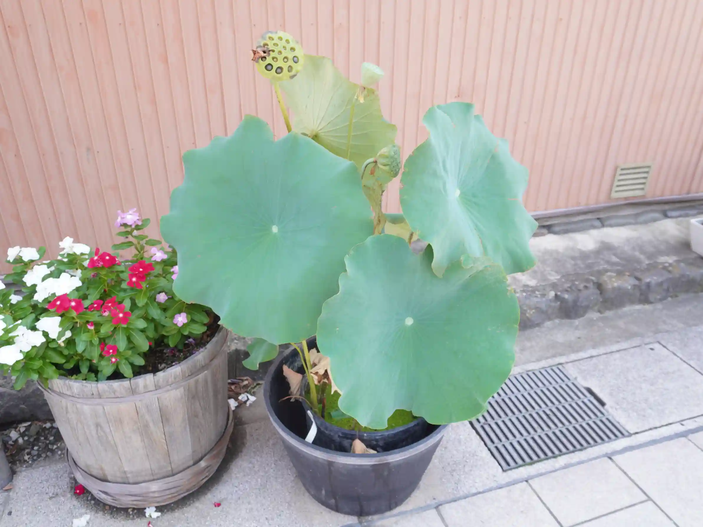 駐車場から岡崎酒造へ歩く途中、柳町通りの路地に置かれた鉢植えのハスと花（徒歩アクセスの風景）