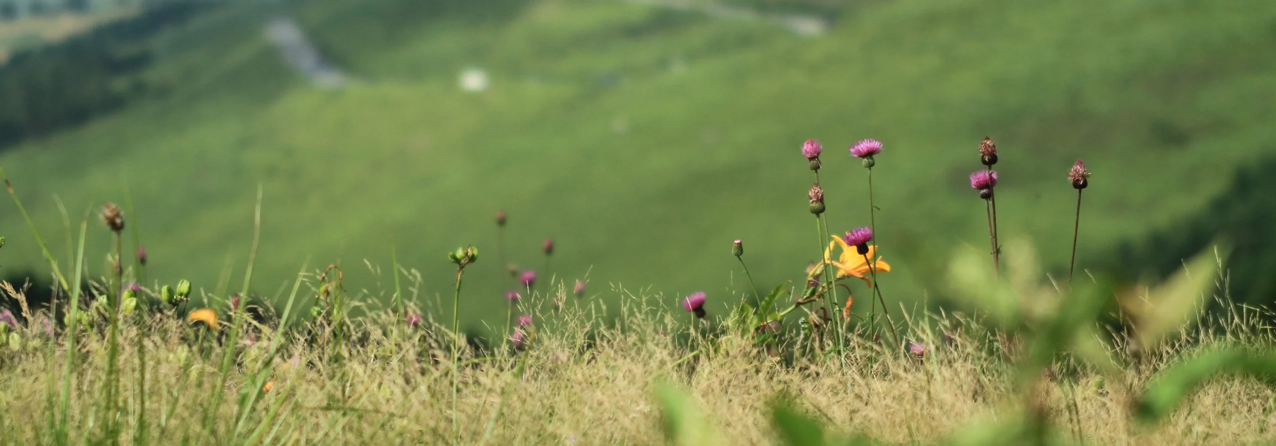霧ヶ峰の草原に咲く花々(ニッコウキスゲやアザミの季節)