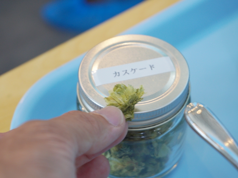 ホップを手で潰して香り確認(カスケード)|よなよなエール 大人の醸造所見学 長野・佐久|ヤッホーブルーイング よなよなエール 大人の醸造所見学|ホップを指で潰して香りを確かめる体験(カスケード)