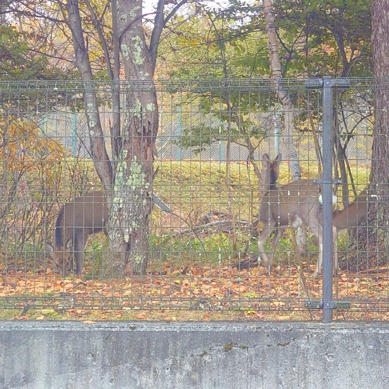 会員制ホテル エクシブ蓼科 敷地内の外歩きで鹿に遭遇　フェンス越しに2頭の鹿が佇む
