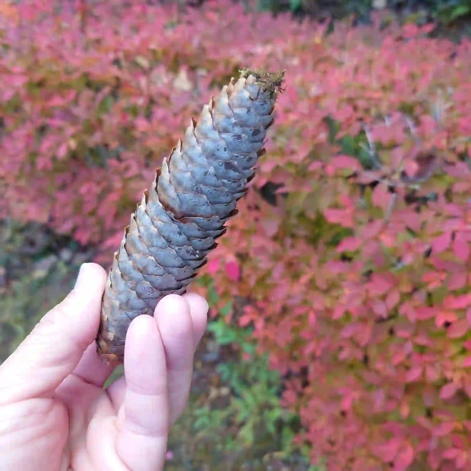 会員制ホテル エクシブ蓼科 敷地内の外歩きで見つけた長い松ぼっくり　紅葉を背景に手に持った写真