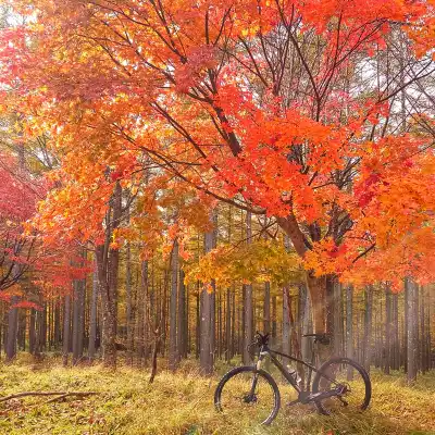 女神湖周辺の紅葉の森と自転車　真っ赤なモミジが広がる秋景色　サイクリングの途中で立ち止まったご褒美の風景