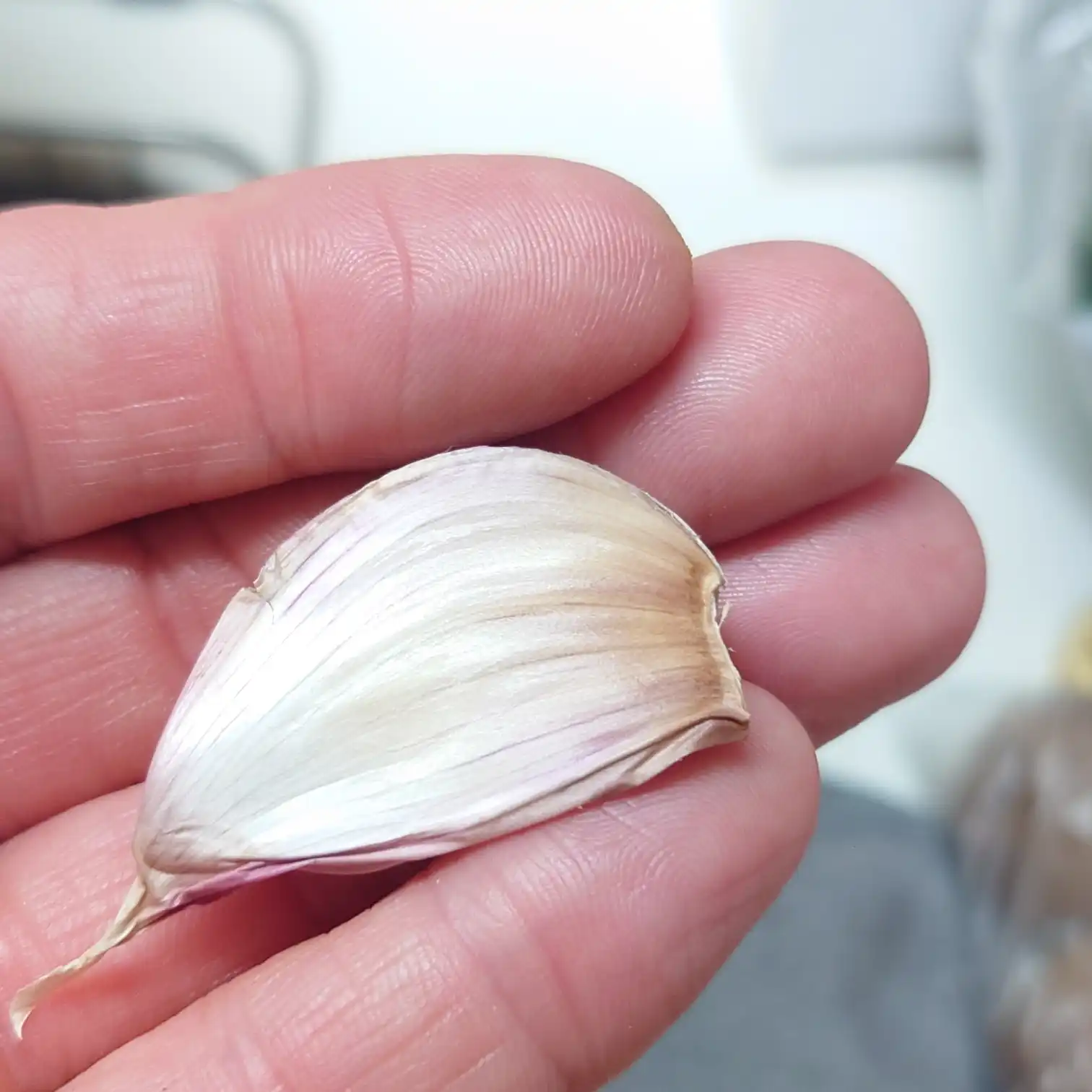 刻みニンニク用に用意したにんにく一片　皮付きの状態を手に乗せたアップ写真