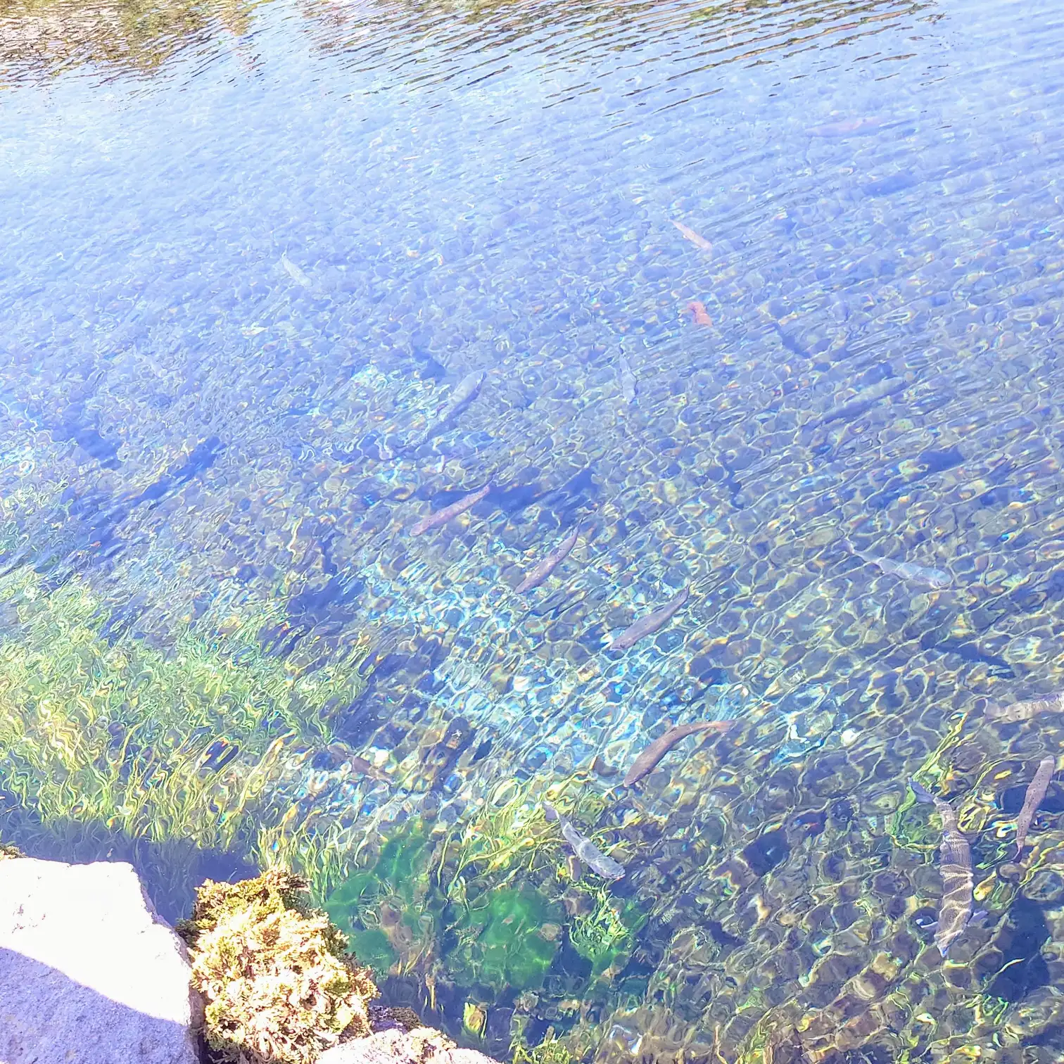 瑠璃色に透き通る忍野八海の湧水