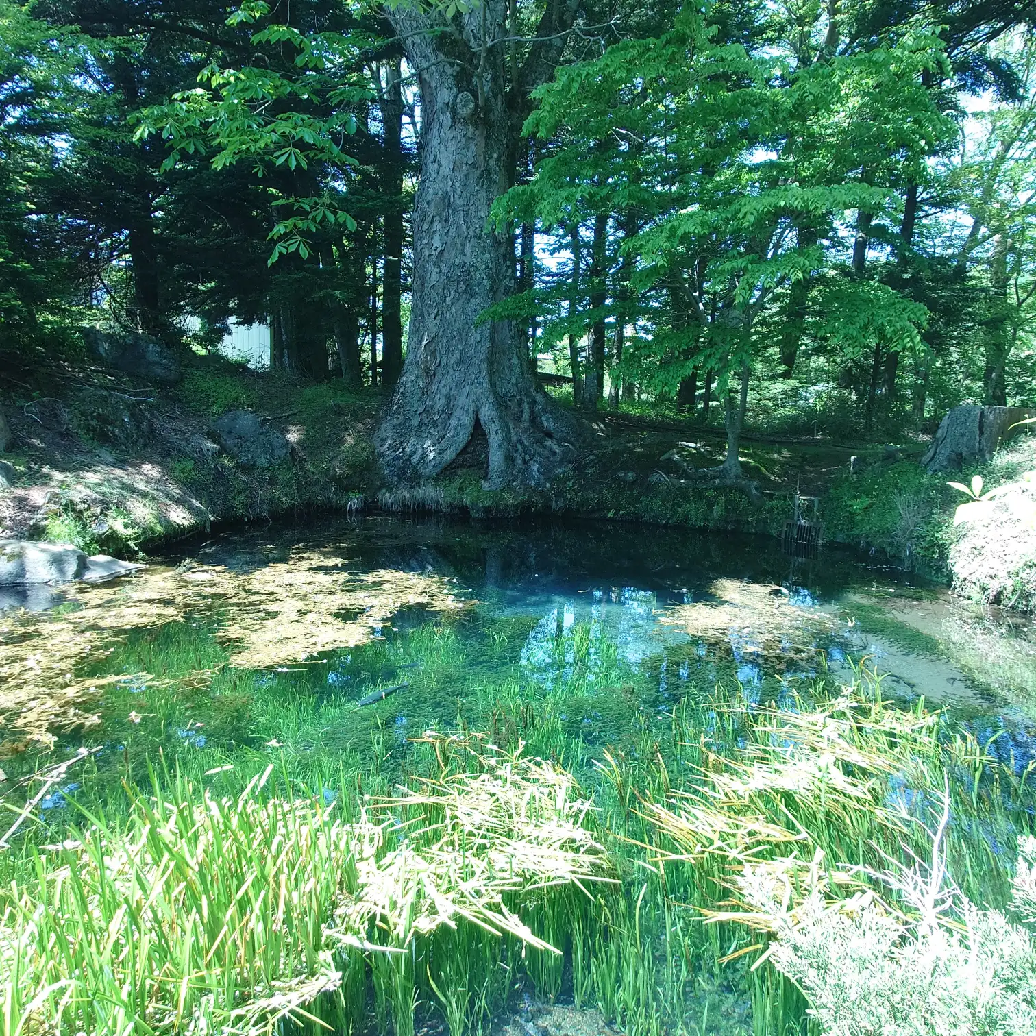 忍野八海の静寂な情景