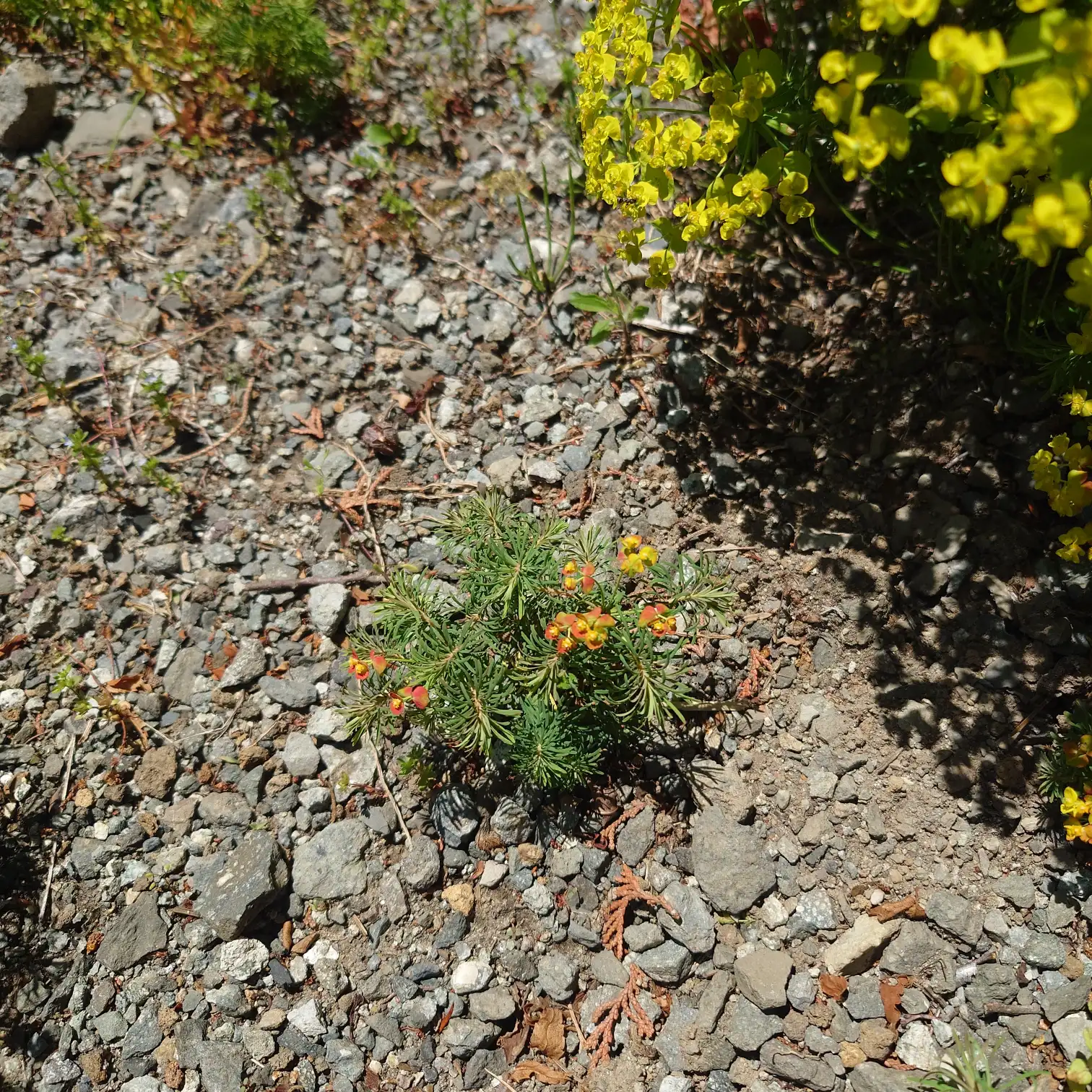 路地の美しい花々