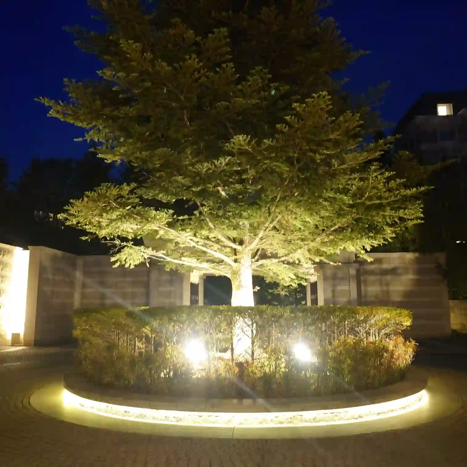 ライトアップされた木々