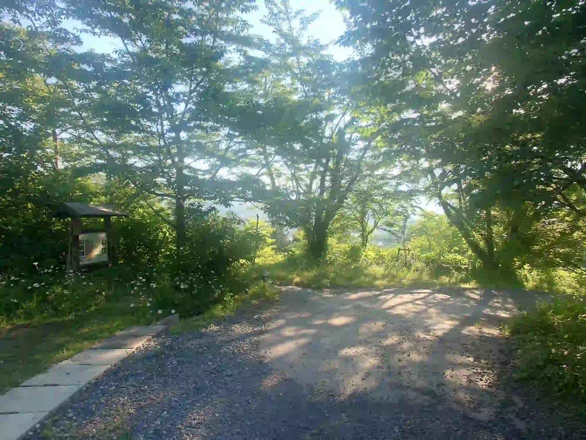 花咲山展望台へ続く早朝の木漏れ日が差す無人の林道