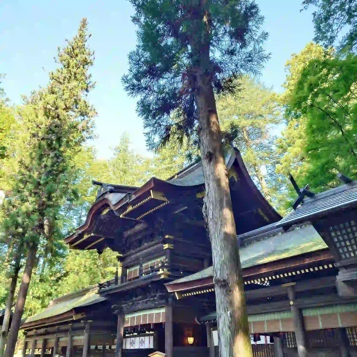 朝の木漏れ日に包まれた諏訪大社下社春宮の社殿