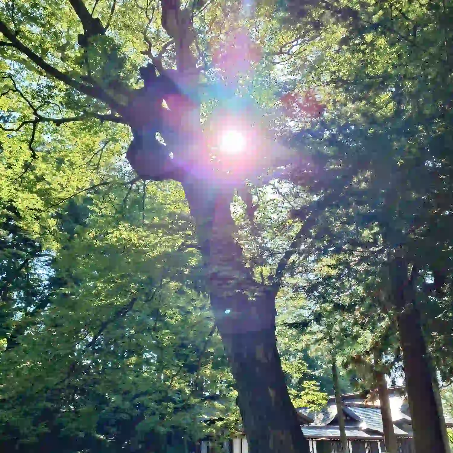 諏訪大社下社春宮の木々の間から差し込む神々しい朝の光